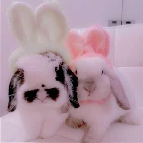 Easter Pfp Aesthetic, Bunny Discord Pfp, Matching Bunny Pfps, Cute Animal Matching Pfp, Easter Pfp, Aesthetic Bunny Pfp, Bunny Matching Pfp, Animal Matching Pfp, Rabbit Pfp