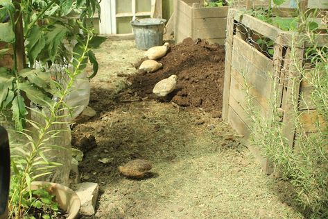 Natural Quail Coop, Natural Quail Enclosure, Plants For Quail Pen, Outdoor Quail Enclosure, Button Quail Habitat, Quail Habitat Diy, Button Quail Housing, Quail Run Ideas, Button Quail Housing Indoor