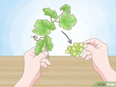 How to Propagate a Grapevine from Store Bought Grapes: 9 Steps Grape Tree, Grape Plant, Plant Wishlist, Cup Of Water, Growing Grapes, Diy Stuff, Homemade Cards, A Bag, Grape Vines