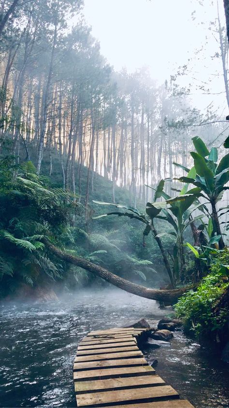 Rainforest Pictures, Jungle Pictures, Jungle Images, Desktop Background Pictures, Forest Photos, Amazon Rainforest, Photos Hd, Trik Fotografi, Background Pictures