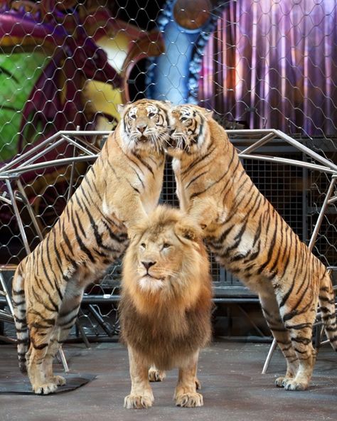 Tigers & Lion Steampunk Circus, Ringling Brothers Circus, Circus Tickets, Circus Lion, Lions And Tigers, Barnum Bailey Circus, Ringling Brothers, Der Joker, Event Tickets