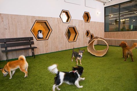 Dog Park Design, Dog Daycare Design, Dog Daycare Business, Indoor Dog Park, Pet Store Design, Pet Cafe, Dog Spa, Dog Spaces, Dog Parks