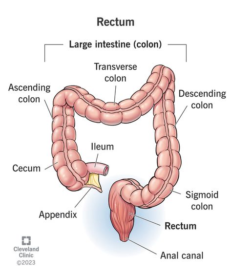 Rectum Rectal Prolapse, Sigmoid Colon, Pelvic Organ Prolapse, Prevent Constipation, Health Guidelines, Medical Tests, Lower Abdomen, Cleveland Clinic, Large Intestine