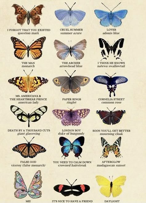 Crawling Animals, November Wallpaper, Types Of Butterflies, Diy Science Experiments, Beautiful Butterfly Photography, Butterfly Species, Diy Journal Books, Butterfly Tattoo Designs, Butterfly Tattoos