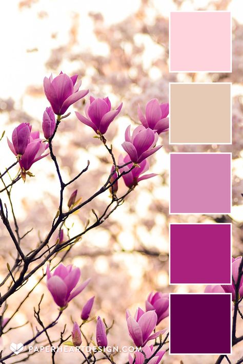 Photo of magnolia blooming in spring with a color palette overlay in shades of pink and tan by Paper Heart Design Color Contrast Palette, Summer Floral Color Palette, Pretty Colour Palettes, Brand Kit Color Palette, Pink Color Palette Combination, Branding Color Palette Colour Schemes, Contrast Colour Combination, Bright Spring Color Palette, Pink Color Combination