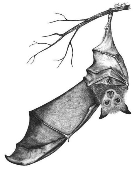 Bat done in pencil Bats Tattoo Design, Stella Luna, Hanging Bat, Bat Tattoo, Bat Art, Halloween Tattoos, Tattoo Outline, Future Plans, A Drawing