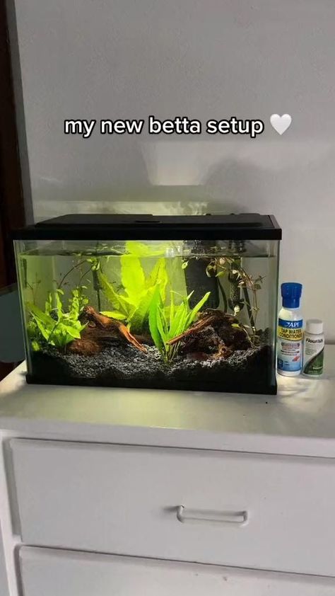 Betta Fish Tank Ideas, Planted Betta Tank, Cool Fish Tank Decorations, 10 Gallon Fish Tank, Fish Tank Ideas, Fish Tank Themes, Fish Tank Terrarium, Goldfish Tank, Small Fish Tanks