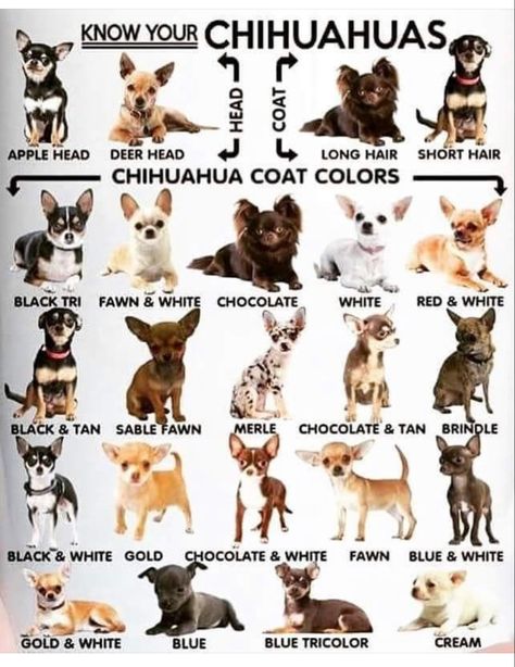 Get to know the fur colors of chihuahuas! Both apple and deer head appear eithin these color options! White Fluffy Puppies, Chihuahua Drawing, Chihuahua Facts, Chihuahua Breeders, Chihuahua Rescue, Chihuahua Breeds, Chihuahua Art, Dog Pitbull, Teacup Chihuahua