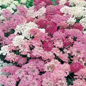 Candytuft Dwarf Fairy Mix Candytuft Flower, Feeding Bees, Paper Daisy, Veggie Patch, Rock Gardens, Seed Pack, Fairy Tattoo, Annual Flowers, Seed Company