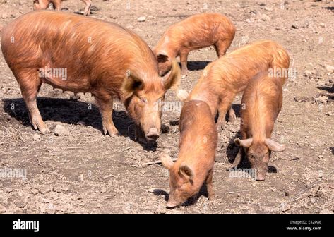 Download this stock image: Free range Tamworth Pigs, England, UK - E52PG6 from Alamy's library of millions of high resolution stock photos, illustrations and vectors. Tamworth Pig, Tamworth, Free Range, Free Stock Photos, Photo Image, England, Stock Images, Stock Photos