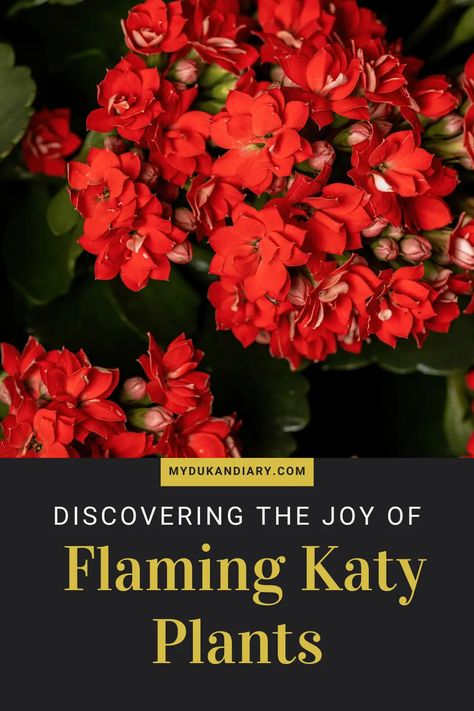 Hello, plant lovers! 🌿 Today, I'm super excited to share my latest green obsession with you: the Flaming Katy plant! These cheerful, vibrant beauties ... Flaming Katy Plants, Flaming Katy, Red Tropical Plants, Super Excited, Plant Lover, To Share, Plants, Green