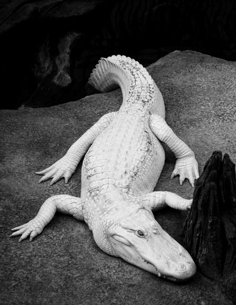 Crocodile Aesthetic Dark, Crocodile Black And White, Albino Crocodile, Tiger Aesthetic, Lost Best Friend, Melanistic Animals, Black And White Animals, White Alligator, White Animals