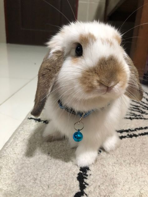 Holland Lop Bunnies Aesthetic, Mini Holland Lop Bunnies, Cute Holland Lop Bunnies, French Lop Bunny, Bunny Holland Lop, Mini Lop Bunny, Holland Lop Bunny, French Lop, Mini Lop Bunnies