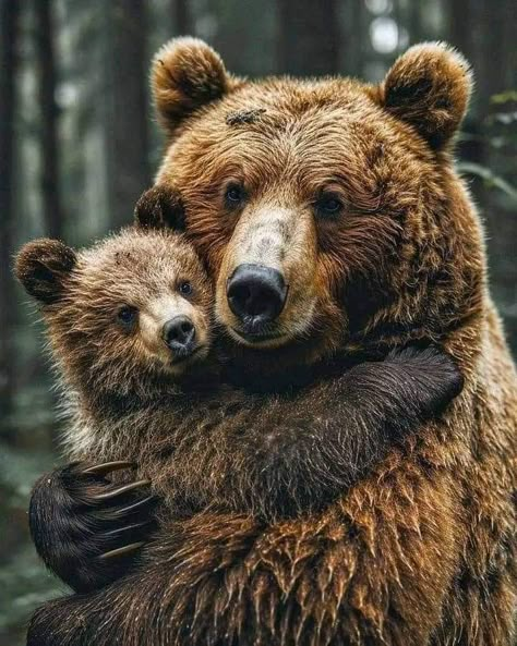 Animal Hugs, Brown Bears, Bear Photos, Bear Pictures, Bear Art, Cute Wild Animals, Cane Corso, Sweet Animals, Animal Photo