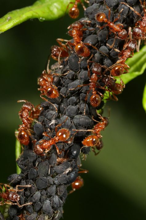 Red ants farming aphids Bug Photography, Insects Art, Red Ant, Get Rid Of Ants, Ant Farms, Love Background Images, Beautiful Bugs, Insect Art, Bugs And Insects