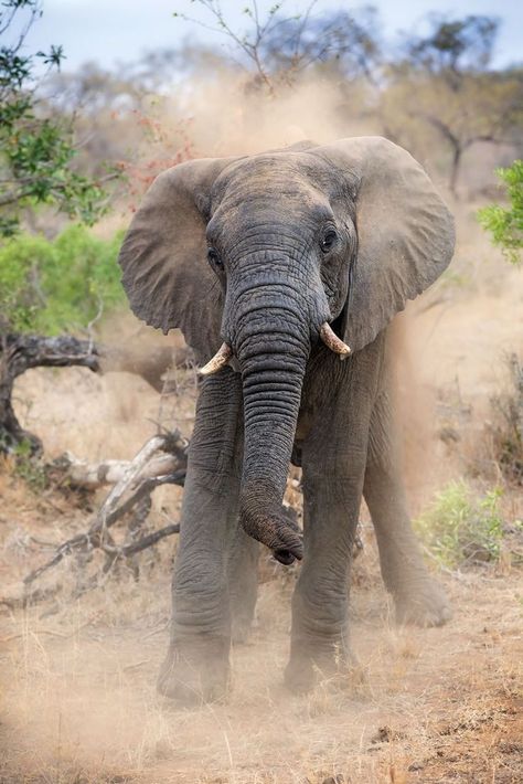 Baby Snow Leopard, Game Reserve South Africa, African Forest Elephant, African Bush Elephant, Save The Elephants, Asian Elephant, Elephant Love, Game Reserve, African Elephant