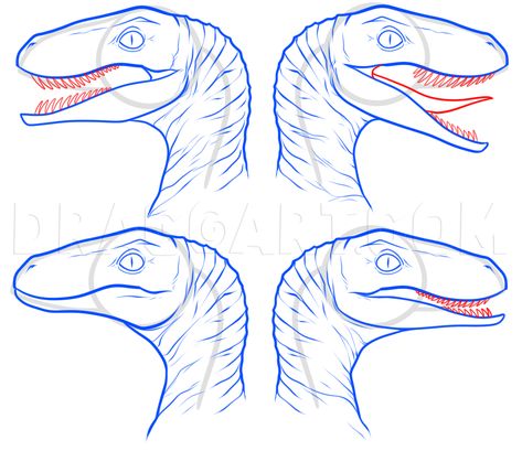 How To Draw The Raptor Squad From Jurassic World, Step by Step, Drawing Guide, by Dawn | dragoart.com Jurassic Park Drawing Easy, How To Draw A Raptor, Raptor Dinosaur Drawing, Dinosaur Head Drawing, Raptor Sketch, Raptor Drawing, Velociraptor Drawing, Raptor Art, Dinosaur Reference