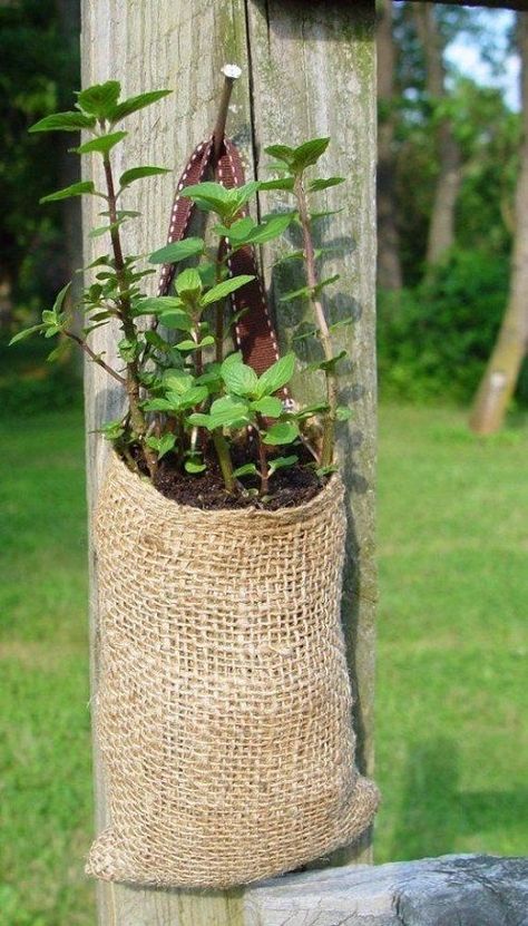 Container Gardens, Herb Garden, Gardening Ideas, Container Gardening, My Garden, Planting, Burlap Bag, Burlap, Garden Design