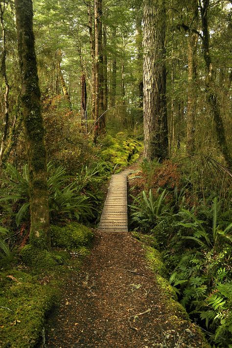 Mountain Tracking, Te Anau, Mountain Bike Trails, Hunting Trip, New Zealand Travel, Walk In The Woods, Foto Art, South Island, Price Comparison