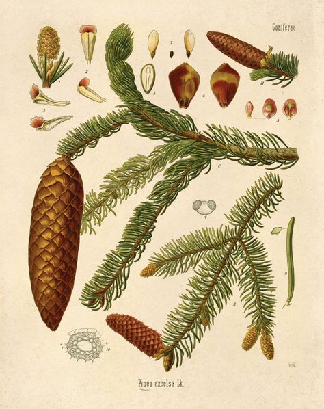 Vintage Norway Spruce Print. Botanical Tree Educational Chart Diagram Poster Kohler's Botanical. Medicinal Plant Guide evergreen - B016P Illustration Botanique Vintage, Picea Abies, Norway Spruce, Neutral Christmas, Conifer Trees, Botanical Illustration Vintage, Illustration Botanique, Bryce Canyon, Vintage Botanical