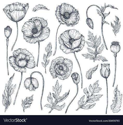 Leaves Sketch, Poppy Drawing, Poppies Tattoo, Fancy Art, Poppy Pattern, Poppy Flowers, Vector Flowers, Hand Drawn Flowers, Hand Drawn Vector