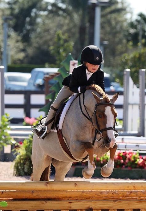 Hunter Jumper Horses, Hunter Horse, Show Jumping Horses, Horse Games, English Horse, Cute Ponies, Equestrian Decor, Hunter Jumper, Mini Horse