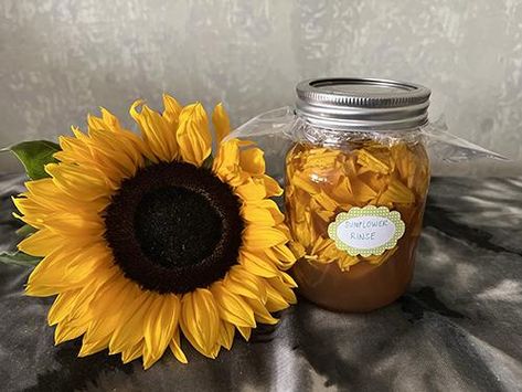 Sunflower - The Lost Herbs The Lost Herbs, Sunflower Petals Uses, Sunflower Tea, Health Herbs, Sunflower Leaves, Herbal Health, Sunflower Head, Growing Sunflowers, Planting Sunflowers