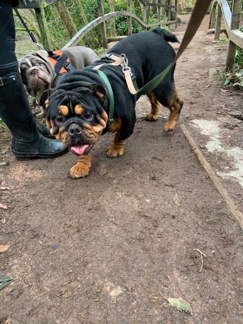 Black and tan english bulldog Brown English Bulldog, Black English Bulldog, Animal Aesthetic, Bulldog Pics, English Bulldog, Black And Tan, Dog Love, Bulldog, Black And Brown