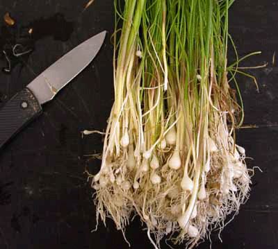 Wild Onions!     Google Image Result for http://www.ppdl.purdue.edu/PPDL/images/onion4.gif Hanging Herb Garden Indoor, Pvc Bow, Wild Onion, Wild Foraging, Wild Onions, Wild Food Foraging, Hanging Herbs, Foraged Food, Plant Pests