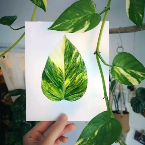 Home Jungle, Epipremnum Aureum, A Level Art Sketchbook, Wall Art Diy Paint, Golden Pothos, Watercolor Projects, Watercolor Painting Techniques, Plant Painting, Plant Drawing