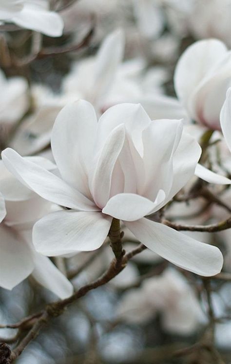 Stunning white flower Most Popular Flowers, White Gardens, Magnolia Flower, Flowers Nature, Beautiful Blooms, Love Flowers, Pretty Flowers, A Tree, Wallpaper Iphone