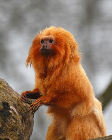 Golden Lion Tamarin, Types Of Monkeys, Monkey Animal, Golden Lions, Monkey Pictures, Pet Monkey, Interesting Animals, Majestic Animals, Save Animals