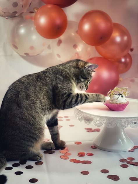 Cat Birthday Photoshoot Ideas, Cat Birthday Pictures, Cat Birthday Photoshoot, Cat Photoshoot Ideas, Kitty Photoshoot, Cat Photoshoot, Second Birthday Photos, Kitty Treats, Easter Cats