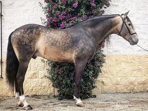 Sooty dappled buckskin Buckskin Horse, Horse Markings, Lusitano Horse, Horse Coat Colors, Horse Inspiration, All The Pretty Horses, Horse Crazy, Unique Names, Horse Life