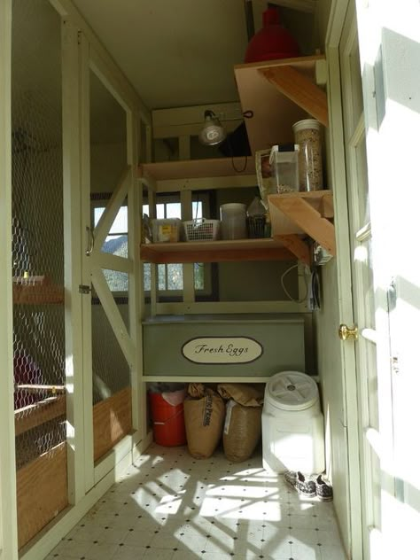 Inside Chicken Coop, Building A Chicken Run, Urban Chicken Farming, Cute Chicken Coops, Coop Run, Urban Chickens, Chicken Coop Run, Coop Design, Chicken Life