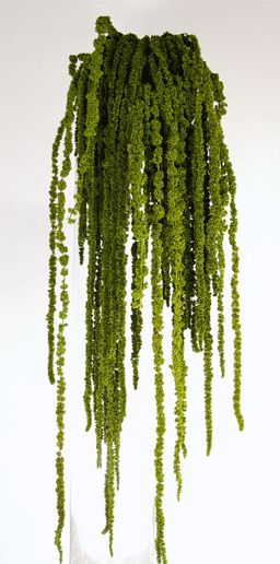 hanging amaranthus Green Hanging Amaranthus, Hanging Amaranthus, Botanical Theme, Flora Fauna, Language Of Flowers, Flower Arranging, Amaranth, Types Of Flowers, Floral Style