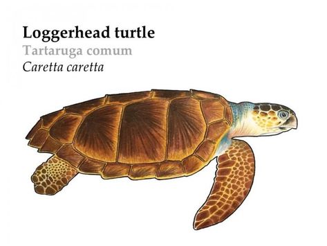 Loggerhead Sea Turtle | Azores Whale Watching TERRA AZUL™ Loggerhead Sea Turtle Drawing, Bio Project, Sea Turtle Nest, Sea Turtle Drawing, Sea Turtle Shell, Creature Reference, Loggerhead Turtle, Loggerhead Sea Turtle, Turtle Sculpture