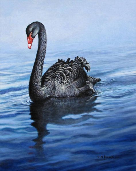 Swan Painting Acrylic, Black Swan Painting, Medicine Shield, Swan Images, Lucky Cat Tattoo, Wing Angel, Swan Wallpaper, Black Swans, Swan Painting