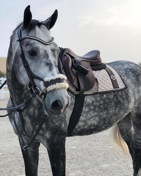 Dapple Grey Horses, Grey Horses, Gray Horse, Equestrian Aesthetic, Cute Horse Pictures, Horse Equipment, Horse Aesthetic, Most Beautiful Horses, Grey Horse