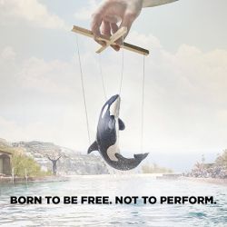 Orca Quotes, Whale Quotes, Orcas In Captivity, Save Animals Poster, Raw Image, Save The Whales, Animal Liberation, Film Video, Publicidad Creativa