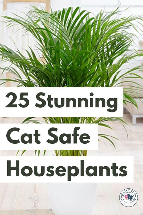 Cat Safe House Plants, Pet Friendly House Plants, Dog Safe Plants, Houseplants Safe For Cats, Safe House Plants, Cat Friendly Plants, Plants Tips, Toxic Plants For Cats, Toxic Plants