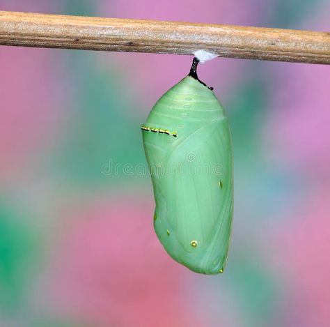 Monarch Butterfly Chrysalis (Danaus plexippus). A beautiful, newly formed Monarc , #AFFILIATE, #Danaus, #plexippus, #Chrysalis, #Monarch, #Butterfly #ad Monarch Chrysalis Tattoo, Chrysalis Tattoo, Reformed Queen Chrysalis, Monarch Chrysalis, Butterfly In Cocoon, Monarch Butterfly Chrysalis, Monarch Butterfly Cocoon, Butterfly Chrysalis, Digital Design Trends