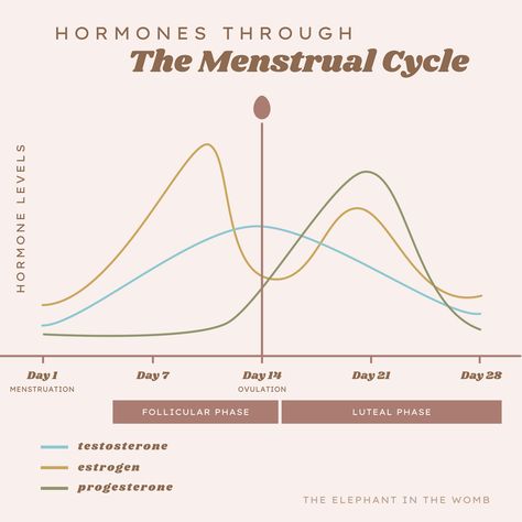 Menstrual Cycle Chart, Menstrual Phases, Hormone Cycle, Cycle Chart, Balance Food, Best Foods For Skin, Menstrual Phase, Menstrual Cycle Phases, Period Cycle