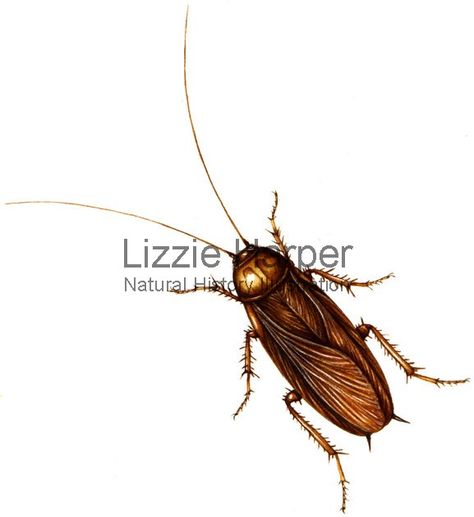 Watercolour illustration of a Cockroach (Blattodea)- illustrated by Lizzie Harper Cockroach Painting, Lizzie Harper, Octopus Tattoos, Bug Art, Watercolour Illustration, E Tattoo, Creepy Crawlies, Scientific Illustration, Watercolor Drawing