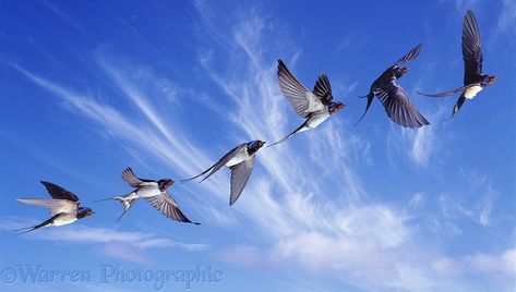 barn swallow in-flight | Swallow in flight series photo - WP38432 Birds Flying Photography, Swallow In Flight, Flying Photography, Barn Swallow, Swallow Bird, Celtic Tree Of Life, British Wildlife, Uk Photography, Playroom Ideas