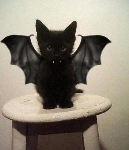 Bat Cat, Black Cat, Bat, Black