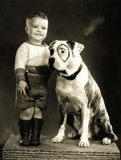 Pete the Pup (1929-1946) - Find A Grave Memorial Little Rascals, Nanny Dog, Pitbull Pictures, American Staffordshire Terrier, American Staffordshire, Pitbull Puppies, Bully Breeds, Staffordshire Terrier, American Pitbull Terrier