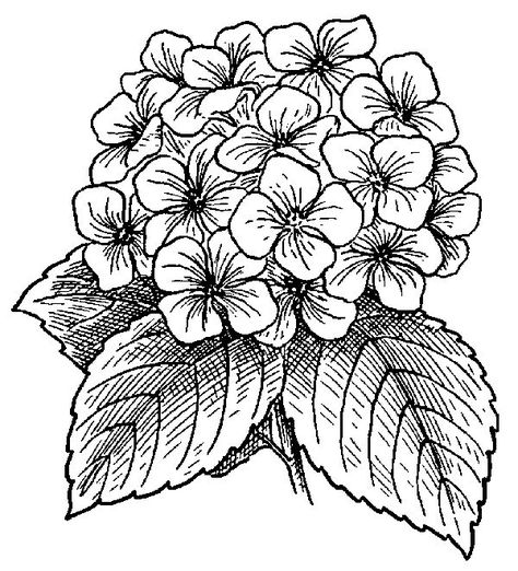 Beautiful Hydrangea Flower Coloring Picture - Printable Hidrangea Coloring Pages Free Hydrangea Color Pencil Drawing, Hydrangea Line Drawing, Free Hydrangea Printables, Hydrangea Coloring Page Free Printable, Drawn Hydrangea, Flower Coloring Sheets, Hydrangea Painting, Beautiful Flower Drawings, Flower Line Drawings