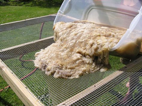 Ten Good Sheep's raw wool - fleece washing and scouring tutorial Tovad Ull, Diy Wool, Alpaca Farm, Spinning Wool, Mini Farm, Sheep Farm, Spinning Yarn, Spinning Fiber, Wool Projects