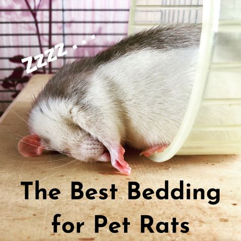 Rat Bedding, Rat Cage Diy, Types Of Bedding, Rat Facts, Diy Rat Toys, Pet Rat Cages, Aspen Bedding, Rat Food, Rat Care